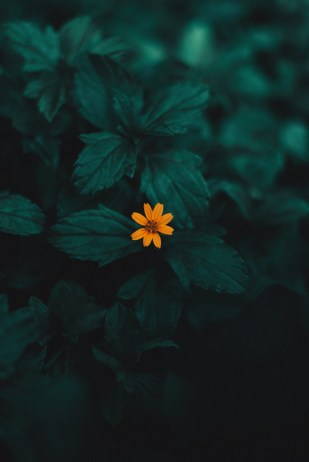 Photo by ameenfahmy on Unsplash